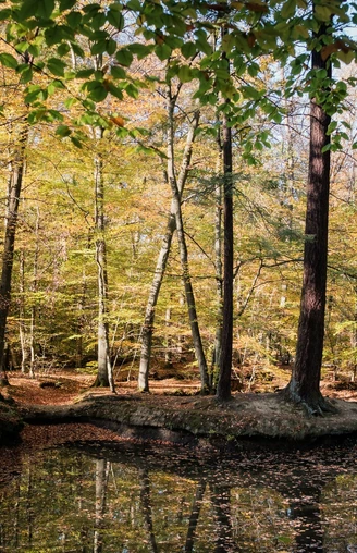 Rheinbacher Wald
