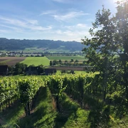 Weinbaugenossenschaft Saffergarten