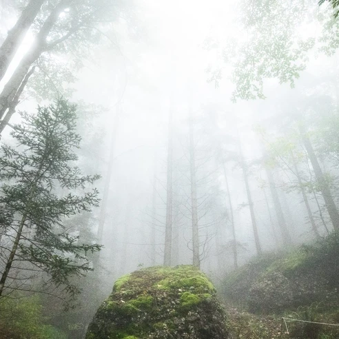 Durch eine mystische Waldlichtung gehts zum Felsentor