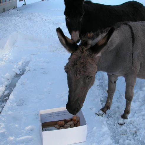 Esel auf dem Birkenhof