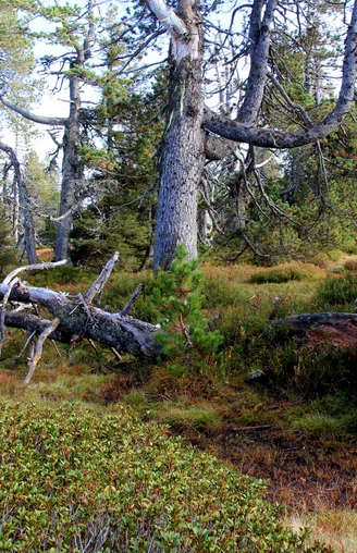 Urtümlich und Wild ist es auf dem Abschnitt auf die Haglere
