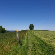 Weg zur Honegg-Linde