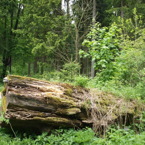 Rungstocktal