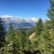 Rothwald