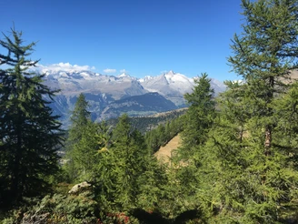 Rothwald
