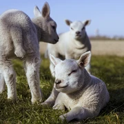 lambs-5074389_1280.jpg