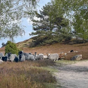 Nemitzer Heide und Heidschnucken