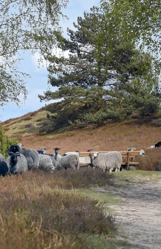 Nemitzer Heide und Heidschnucken