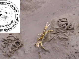 Wattführergemeinschaft Dithmarscher Nordsseküste