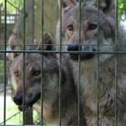 Zwei Wölfe blicken wachsam durch den Zaun ihres Geheges im Wolfcenter Dörverden.