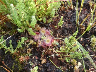 Sonnentau im Ahlenmoor