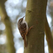 Gartenbaumläufer auf dem Waldpad