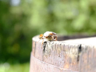 SchwarzWild, Willkommen, Herr Jürgen Rimböck