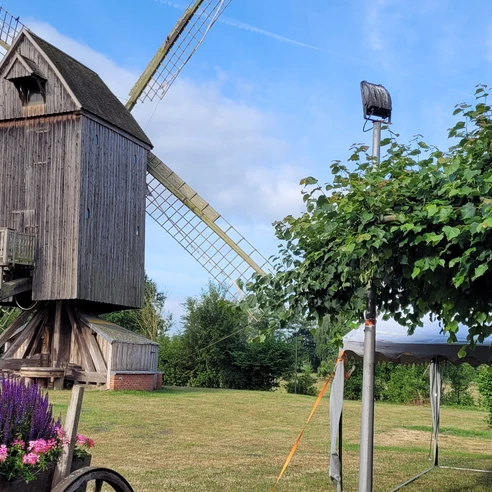 Bockwindmühle Wehe  Historische Bockwindmühle Wehe auf grüner Wiese, umgeben von Blumen und Bäumen unter blauem Himmel.
