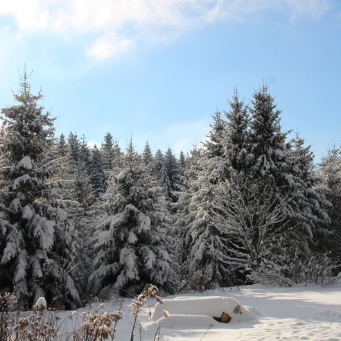 Winterlandschaft (4)