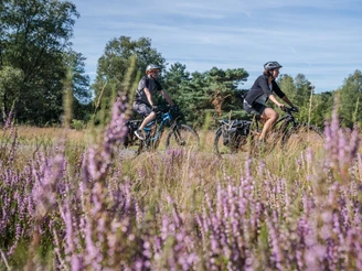 Zwei Radfahrer fahren auf einem Pfad durch blühende Heide in einer grünen Landschaft.