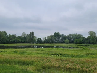 Wiese mit blühenden Pflanzen umgibt einen Teich, umgeben von Bäumen unter bewölktem Himmel.