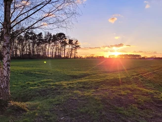 Rahden Sonnenuntergang über einer grünen Wiese neben einem Birkenbaum und einem kleinen Wassergraben.