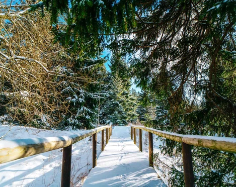 Braunlage Winter Natur Braunlage Winter Natur