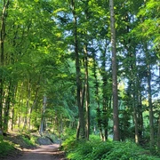 Waldweg im Wiehengebirge bei Lübbecke; grüne Blätter, hoher Baumbestand, Sonnenlicht dringt durch.