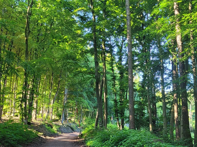 Waldweg im Wiehengebirge bei Lübbecke; grüne Blätter, hoher Baumbestand, Sonnenlicht dringt durch.