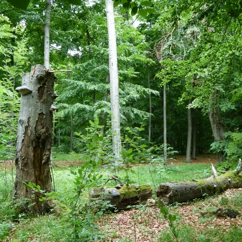 Naturwald Süntel Naturwald Süntel