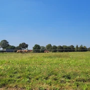 Grüne Weide in Oppendorf mit grasenden Kühen und Bäumen im Hintergrund, blauer Himmel darüber.