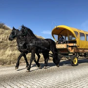 Pferdekutschen auf Juist Flugplatztransfer