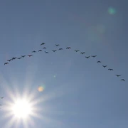 Bargerveen im Herbst 2016 ©Emsland Tourismus GmbH (3).jpg