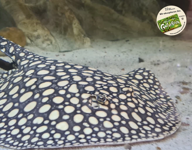 Amazonasbecken NG.jpg