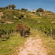 Blick auf die Weinterrassen im Weingut Drei Herren Radebeul