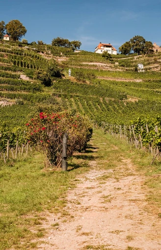 Blick auf die Weinterrassen im Weingut Drei Herren Radebeul