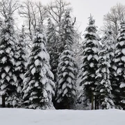 Winterwald