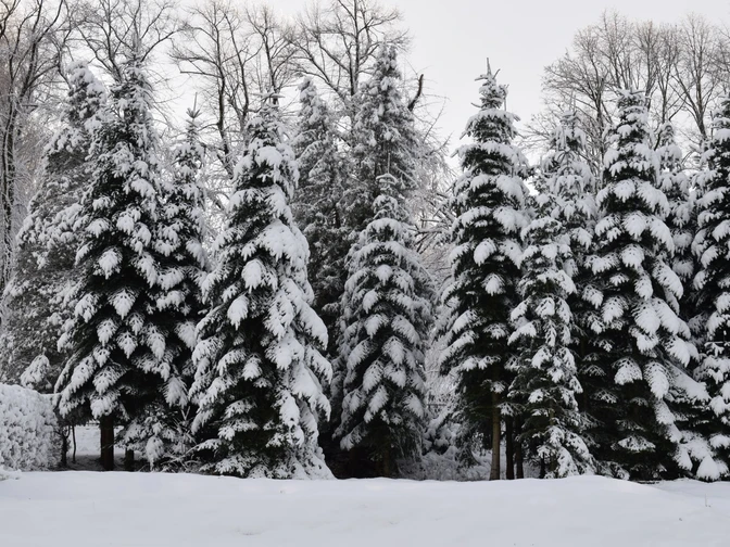 Winterwald