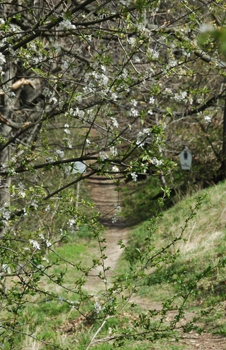 Rundwanderweg Gröditzer Skala - Frühlingserwachen