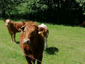 Aufstieg nach Börnchen