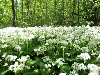 Auwald Leipzig