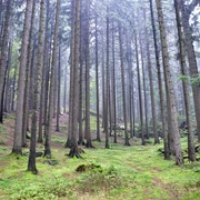 Wald Taubenberg