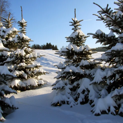 Winterwald in Erlbach