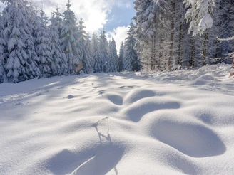 Winter nahe Grünbach