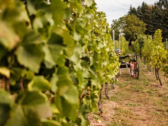 Im Königlichen Weinberg Weinböhla