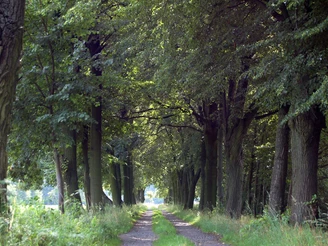 Waldweg im Heide- und Teichland
