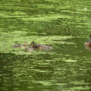 Neues Leben auf dem Teich - Enten