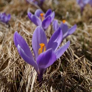 Krokus in Schlößchen