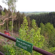 Baum des Jahres 2013 am Lips-Tulian-Felsen