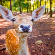 Reh im Wildgehege im Albertpark