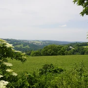 Grünhaichichen