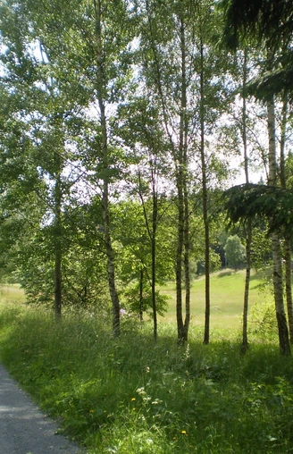 Zeidelweide