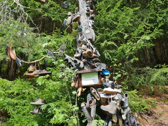 Latschenkiefer im Zinsbachtal