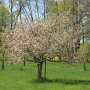 Gravensteinerbaum